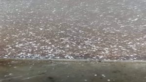 Καταστροφές σε αγροτικές καλλιέργειες στον Τύρναβο από χαλαζόπτωση