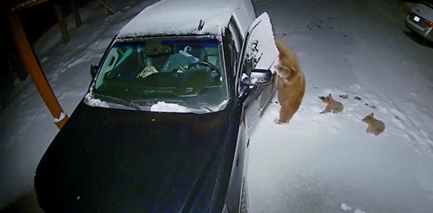 Αρκούδα ανοίγει τις πόρτες αυτοκινήτου και κλέβει σνακ για τα μικρά της (βίντεο)