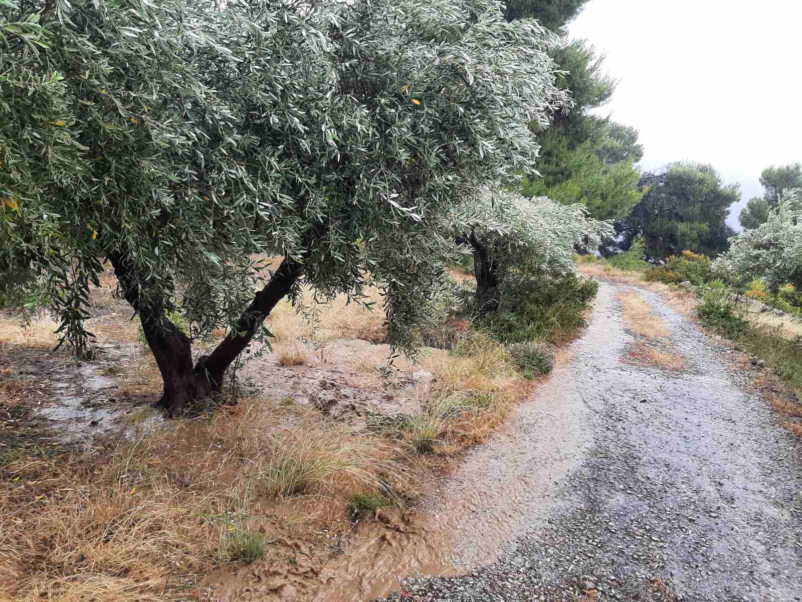 Έντονη βροχόπτωση στην Αλόννησο- Σε εξέλιξη τα καιρικά φαινόμενα (video)