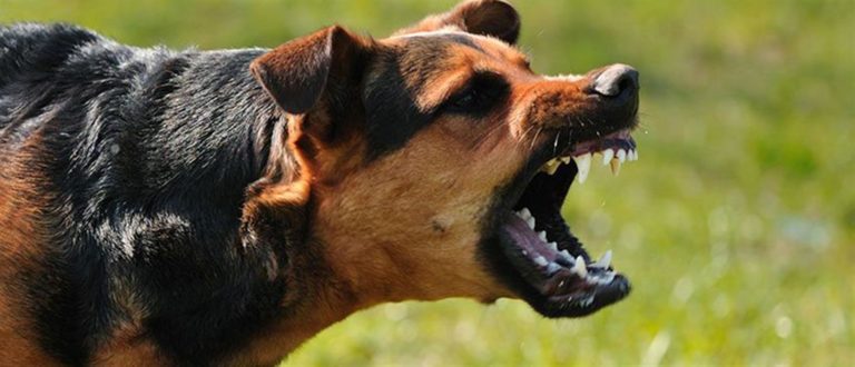 Αλμυρός: Με πολλαπλές δαγκωματιές από αδέσποτο σκύλο νοσηλεύεται ηλικιωμένη στο Νοσοκομείου Βόλου