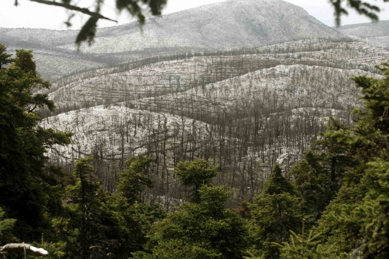 Πιλοτικό πρόγραμμα καταγραφής και αποκατάστασης περιοχών Natura μετά από φωτιά – Τι λέει ειδικός (video)