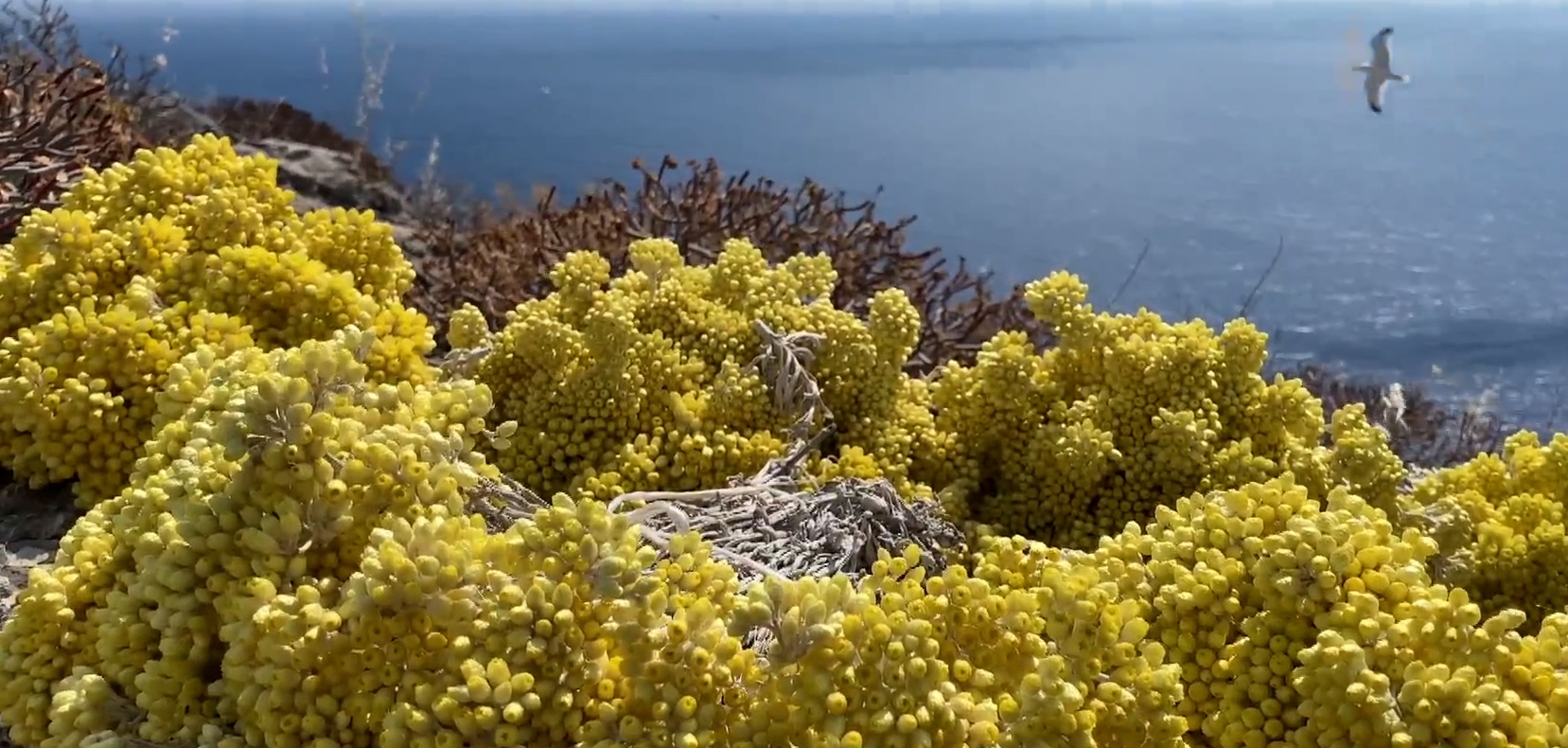 Σεμπρεβίβα, το λουλούδι που ζει για πάντα (video)
