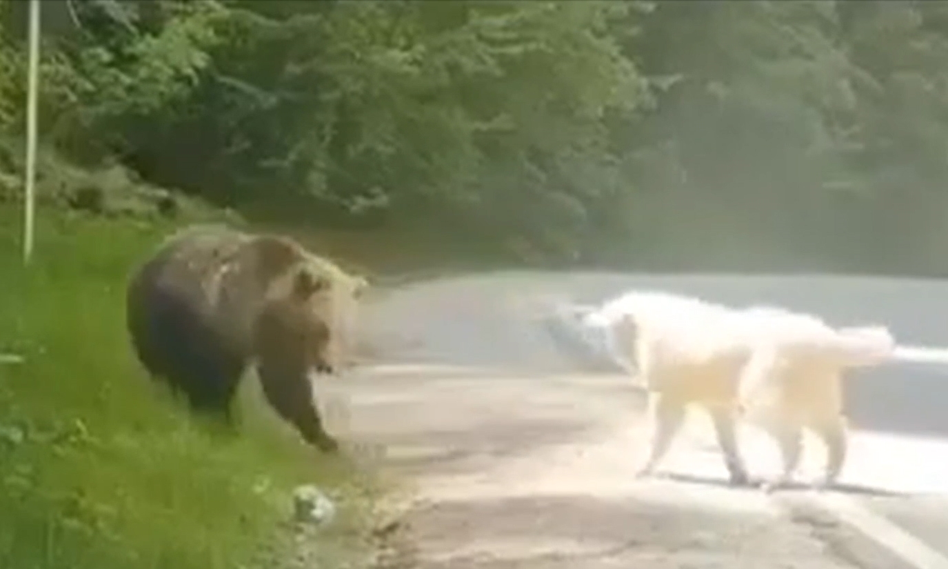 Μέτσοβο: Ατρόμητος σκύλος τα βάζει με αρκούδα και νικά – Δείτε βίντεο