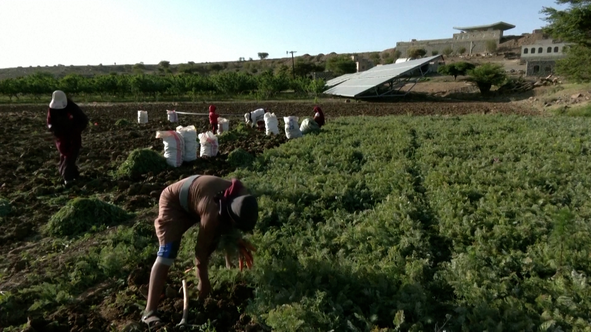 Υεμένη: Οι αγρότες αντιμετωπίζουν την κρίση καυσίμων αξιοποιώντας την ηλιακή ενέργεια (video)