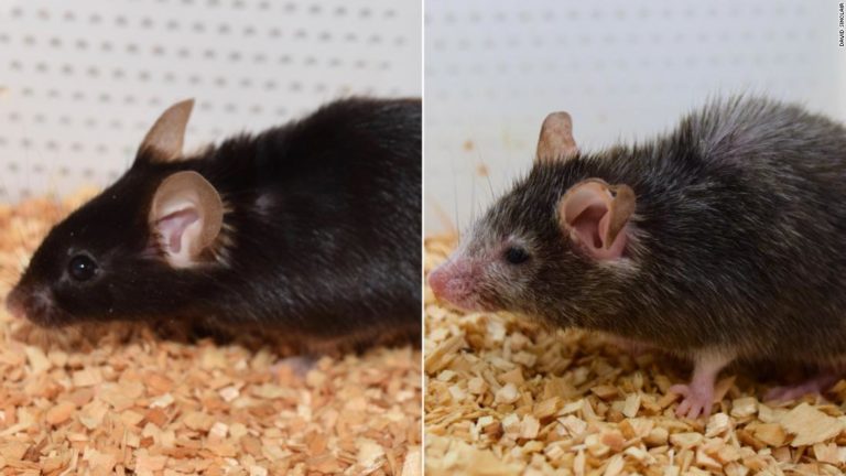Επιστήμονες ανέστρεψαν τη γήρανση σε ποντίκια και θέλουν να κάνουν το ίδιο και με ανθρώπους (long read)