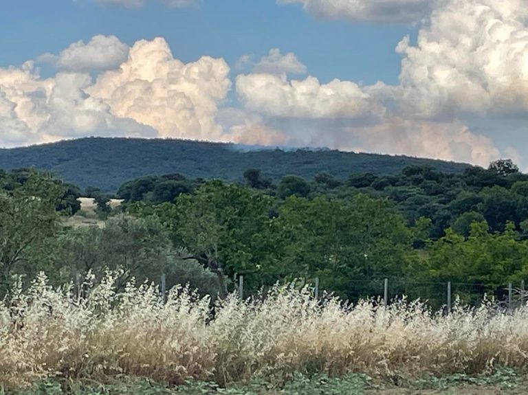 Αλεξανδρούπολη: Υπό έλεγχο η φωτιά στην περιοχή Πεύκων – Νίψας