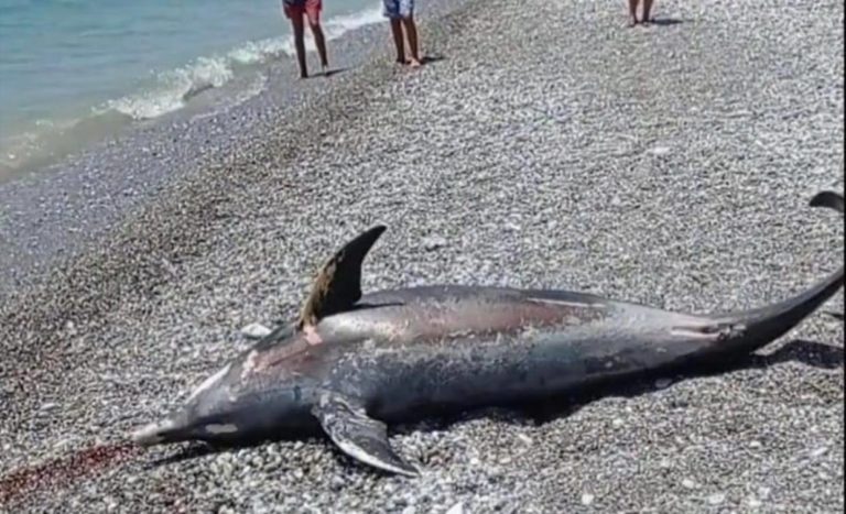 Καλαμάτα: Νεκρό δελφίνι ξεβράστηκε στην ακτή