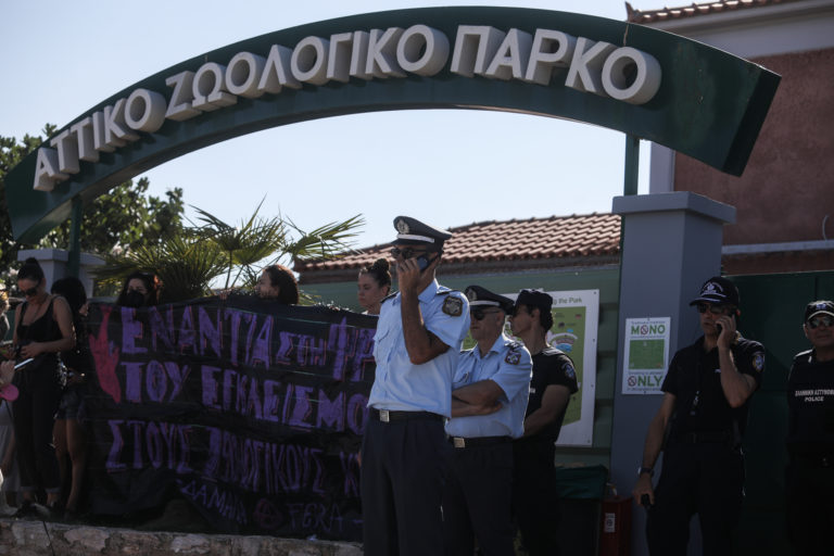 Αττικό Ζωολογικό Πάρκο – Θανάτωση χιμπατζή: Συνεχίζονται οι έντονες αντιδράσεις – Οι τελευταίες πληροφορίες (video)