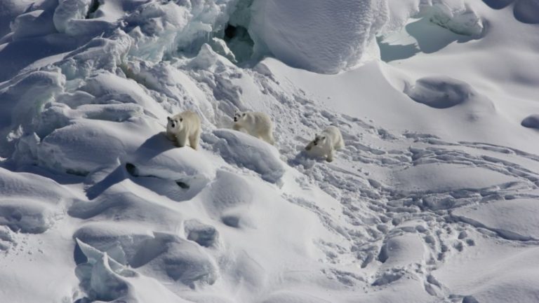 Ανταρκτική: Ανακαλύφθηκε αγέλη πολικών αρκούδων που ζει σε περιοχή χωρίς πάγο