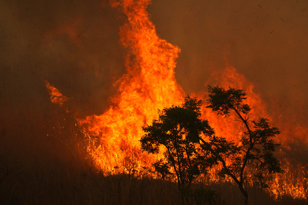 Πυρκαγιά σε δασική έκταση στην Σκόπελο