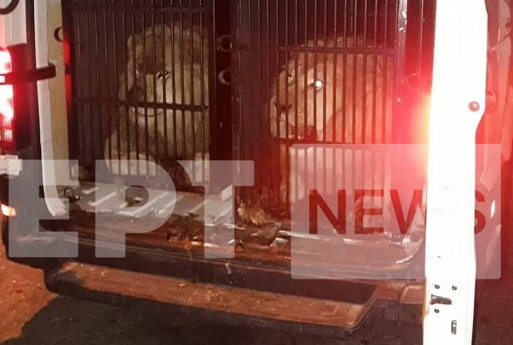 Προϊστ. Τελωνείου Ευζώνων στην ΕΡΤ: Στην Αλβανία τα δύο λιοντάρια και οι δύο τίγρεις – Ο λόγος της «περίεργης» διαδρομής