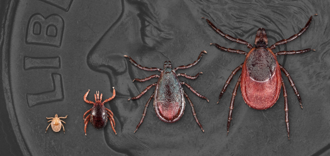 Το 14% παγκοσμίως έχει τη νόσο Lyme που μεταδίδεται από τσιμπούρια
