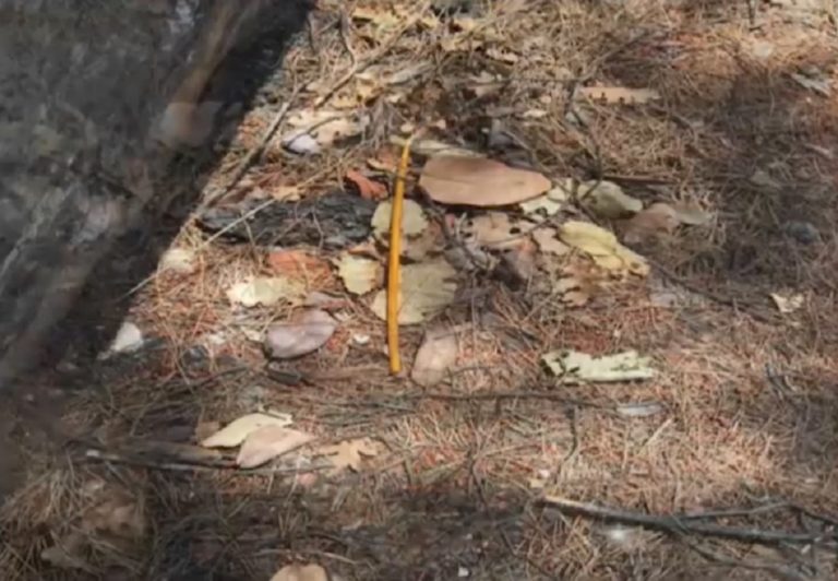 Μαλακάσα: Θορυβημένες οι αρχές για τον 31χρονο Βρετανό επίδοξο εμπρηστή