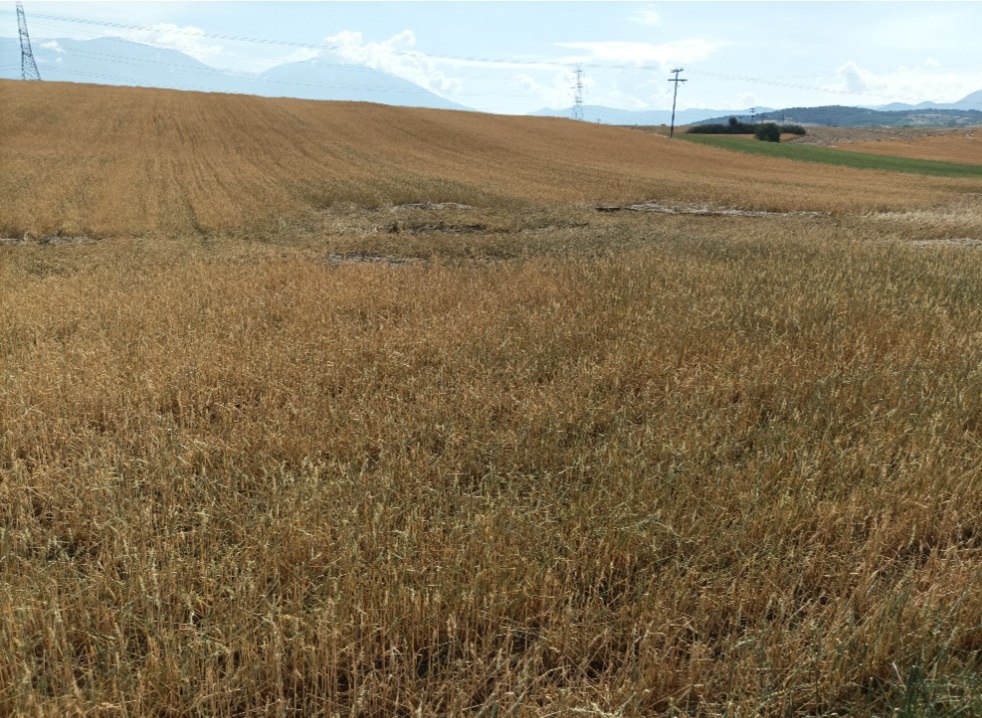 Λάρισα: 20.000 στρέμματα καλλιεργειών “ρήμαξε” το χαλάζι στην Ελασσόνα