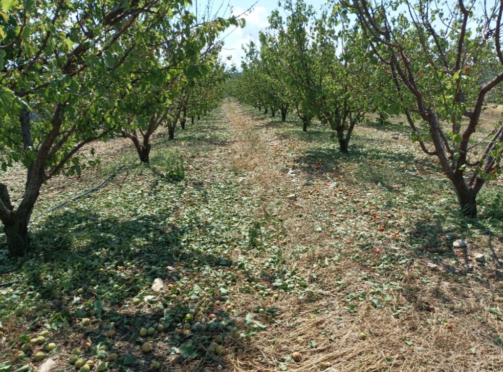 Λάρισα: 20.000 στρέμματα καλλιεργειών “ρήμαξε” το χαλάζι στην Ελασσόνα