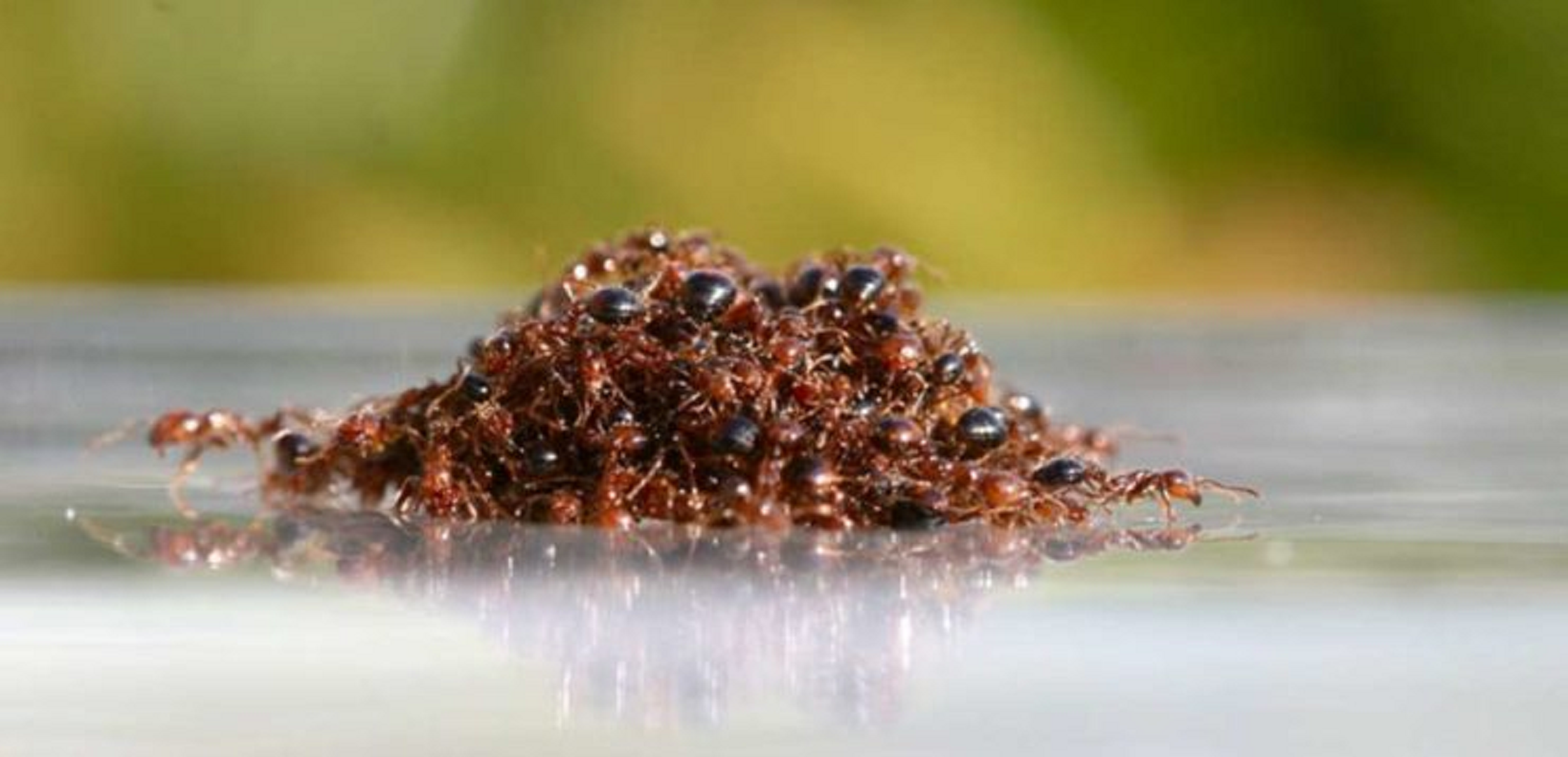 ΗΠΑ: Με ιογενείς τακτικές περιορίζουν τους ραγδαία πολλαπλασιαζόμενους πληθυσμούς των «μυρμηγκιών της φωτιάς»