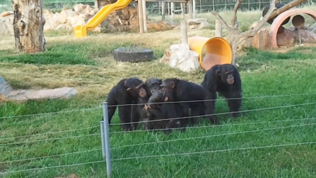 Αττικό Ζωολογικό Πάρκο: Παρέμβαση Γ. Αμυρά για τη διαφυγή και θανάτωση του χιμπατζή
