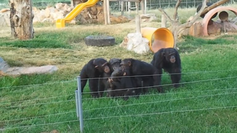 Θανάτωση χιμπατζή – «Σημαντική η τήρηση των κανόνων ασφαλείας»