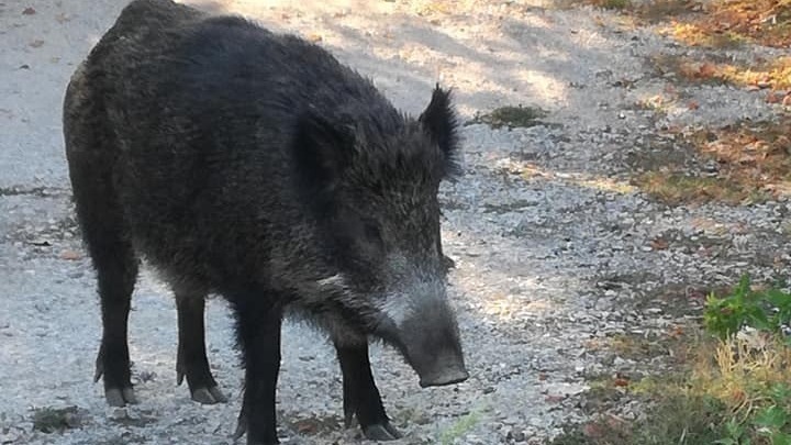 Θεσσαλονίκη: Αγριογούρουνα βολτάρουν στον οικισμό Λήδα Μαρία στη Θέρμη