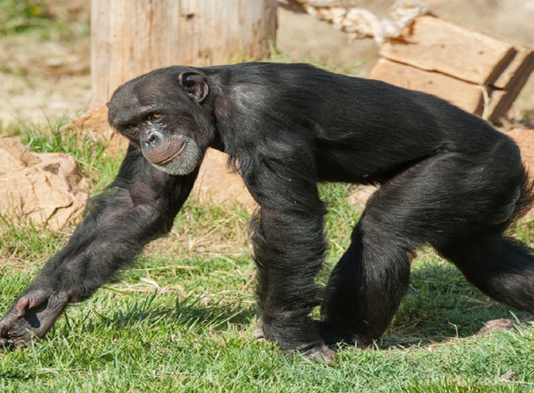 «Δραπέτευσε» χιμπατζής από το Αττικό Ζωολογικό Πάρκο – Αντιδράσεις για τη θανάτωσή του