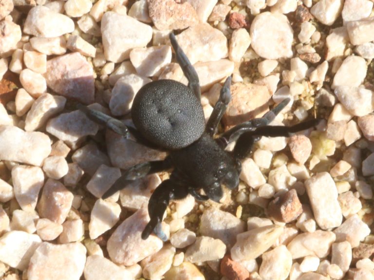 Σέρρες: Από τσίμπημα αράχνης «μαύρη χήρα» αγρότης στο Νοσοκομείο