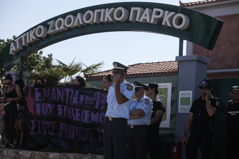 Αττικό Ζωολογικό Πάρκο: Προανάκριση για τον θάνατο του χιμπατζή – Ελεύθερος ο φροντιστής που πυροβόλησε