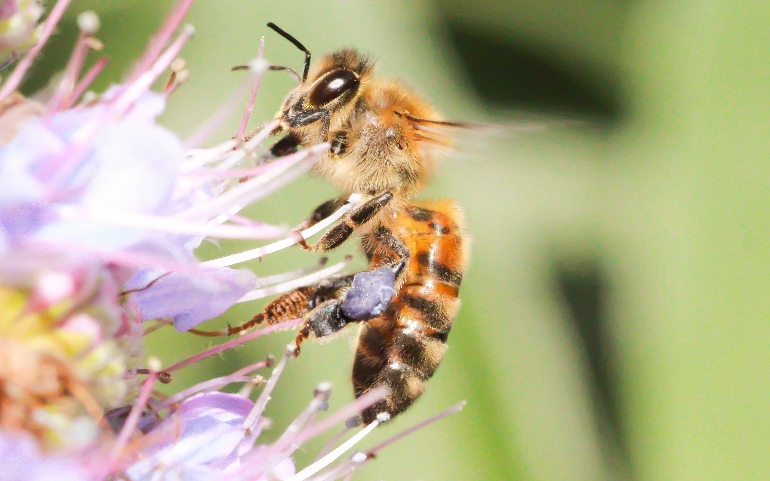 Αυστραλία: Θανατηφόρο παράσιτο απειλεί τις μέλισσες