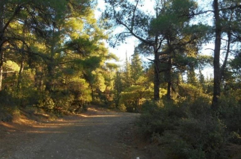 Δασαρχείο Διδυμοτείχου: Xαμηλή χρηματοδότηση για τα έργα δασοπυροπροστασίας