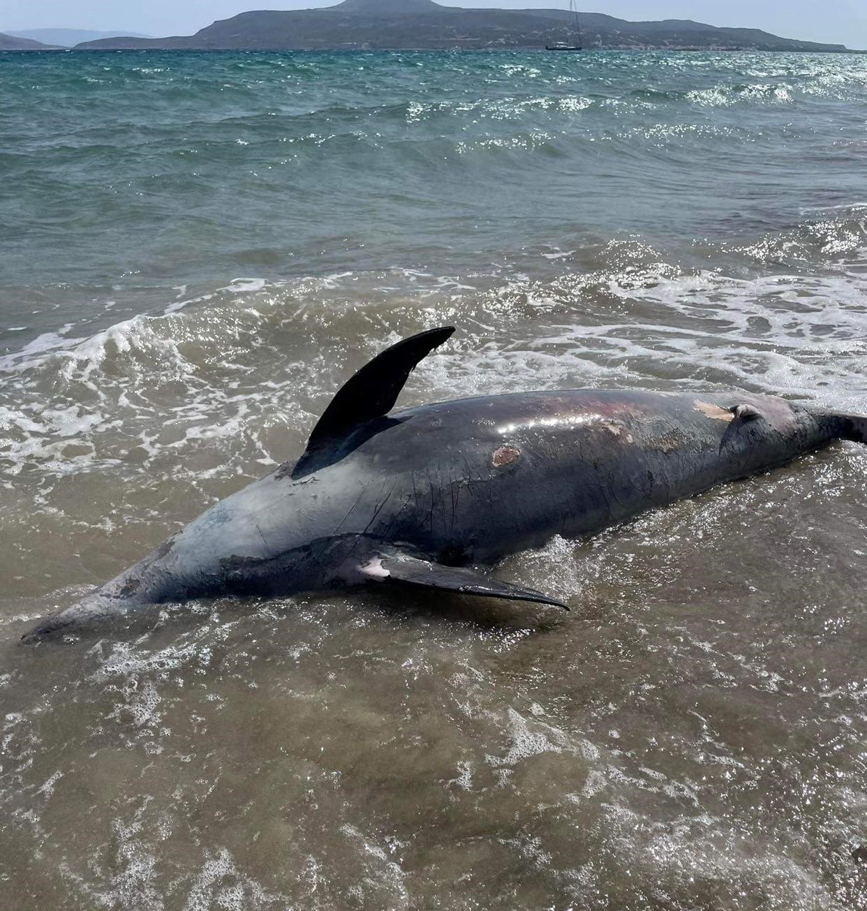 Λακωνία: Δελφίνι ξεβράστηκε νεκρό σε παραλία της Νεάπολης (βίντεο)