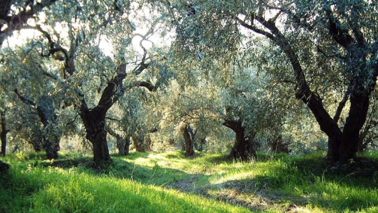 Ηράκλειο: Συνεργασία Περιφέρειας – ΕΛΜΕΠΑ για την βελτίωση του κρητικού ελαιόλαδου