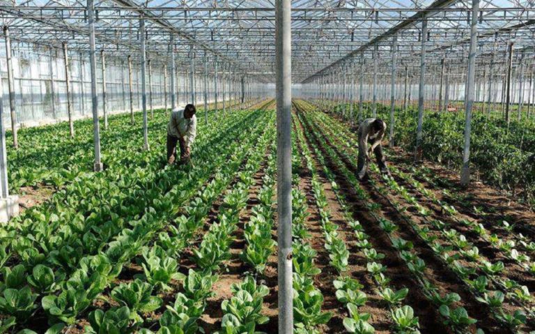 Κρήτη: Οι αγρότες ζητούν παρέμβαση του πρωθυπουργού για λύση στο πρόβλημα της έλλειψης εργατών γης