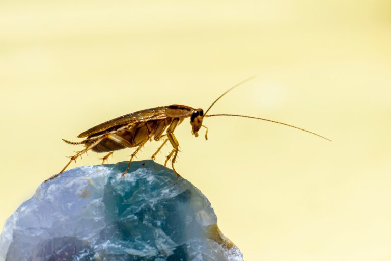 Έρευνα: Η αναπαραγωγή της κατσαρίδας έχει πάρει μια περίεργη τροπή – Πώς εξηγείται και γιατί «φταίει» ο άνθρωπος