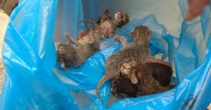 Ηράκλειο: Δίωξη για κακούργημα και πρόστιμο 250.000 ευρώ επειδή πέταξε στα σκουπίδια πέντε γατάκια