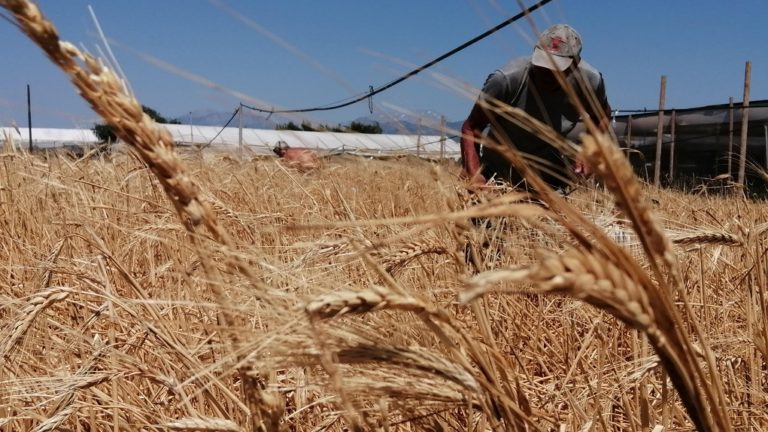 Στην Τουρκία υπογράφεται η συμφωνία Ρωσίας – Ουκρανίας – ΟΗΕ για μεταφορά σιτηρών