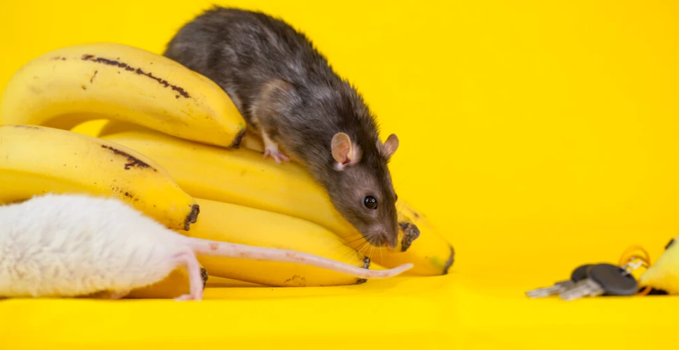 Τα αρσενικά ποντίκια φοβούνται τις… μπανάνες