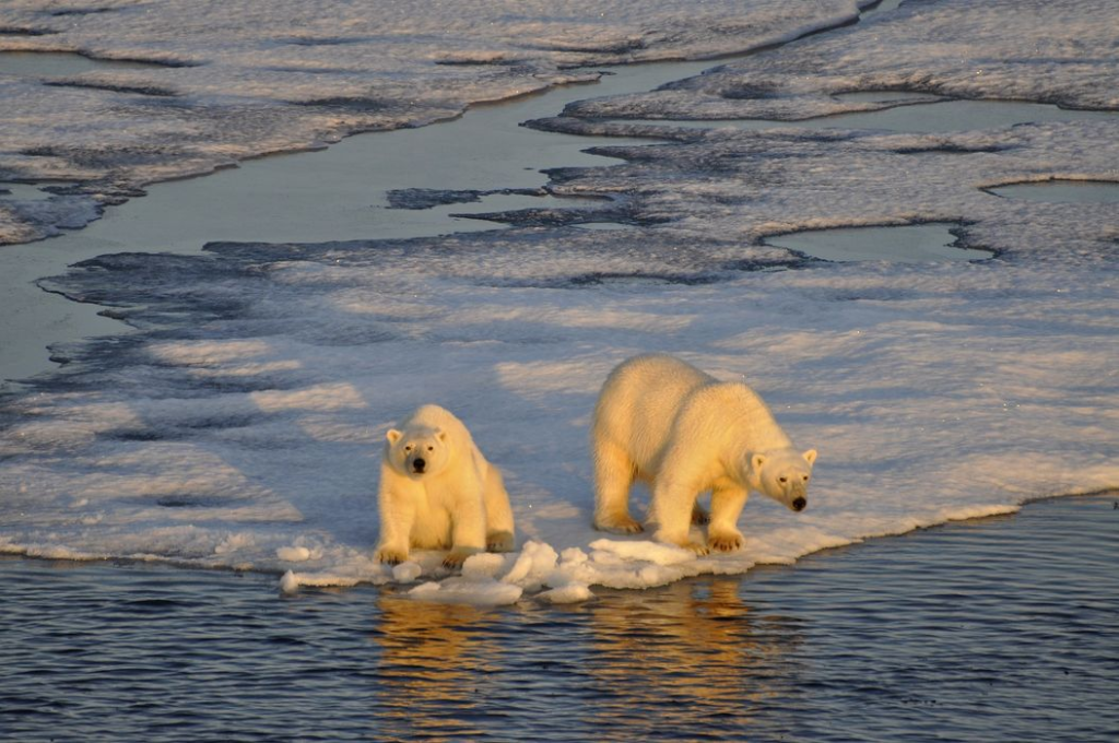 Ανακαλύφθηκε νέος πληθυσμός πολικών αρκούδων – Ζει στη Γροιλανδία σε περιοχές σχεδόν χωρίς πάγο