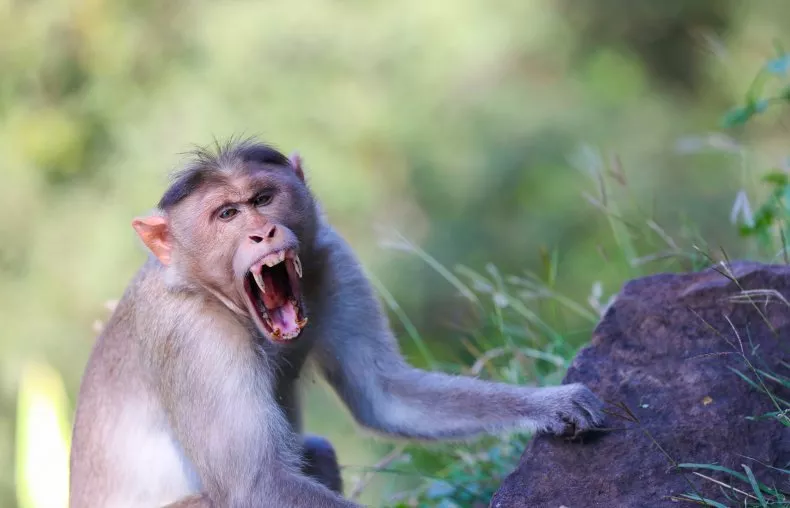 Αιθιοπία: Πεινασμένοι πίθηκοι επιτίθενται στα παιδιά