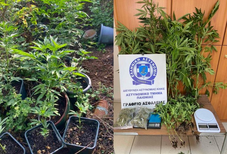 Θεσσαλονίκη: Συνελήφθη άνδρας που καλλιεργούσε 21 δενδρύλλια κάνναβης στην αυλή του