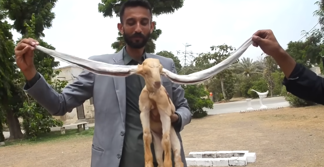 Σίμπα: Το κατσικάκι που γεννήθηκε με αυτιά μεγαλύτερα από το σώμα του (video)