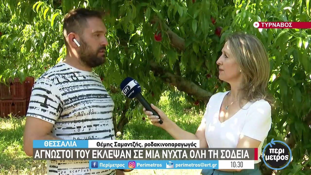 Τύρναβος: Σε μία νύχτα του έκλεψαν από τα δέντρα 9 τόνους νεκταρίνια