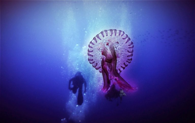 Χ. Τακλής (Θαλάσσιος Βιολόγος) στο Πρώτο για μωβ μέδουσες: Σε βίντεο που έχουμε, η θάλασσα στα 50 μέτρα είναι μωβ- Του χρόνου θα μειωθούν σημαντικά (audio)