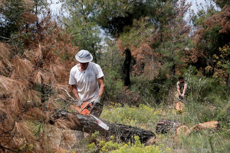 Σε εξέλιξη εργασίες καθαρισμού δασικών περιοχών σε Σάμο, Ικαρία και Λέσβο