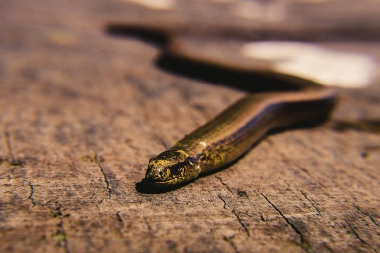 Γιατί μάς «ζώνουν τα φίδια» στις πόλεις – Πώς να αντιδράσετε αν εμφανιστούν μπροστά σας (video)