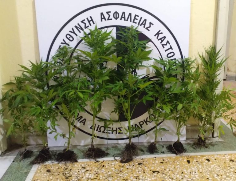 Καστοριά: Σύλληψη 41χρονου για καλλιέργεια δενδρυλλίων κάνναβης