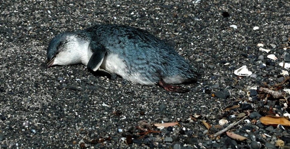 Ανησυχία από τον θάνατο 500 πιγκουίνων στη Νέα Ζηλανδία: «Υπεύθυνη» η κλιματική αλλαγή ή η υπεραλίευση;