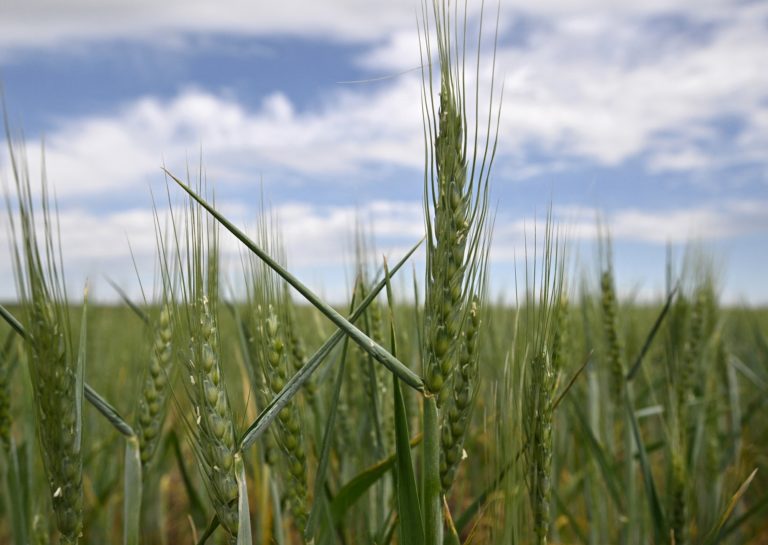 Ουκρανία: Μείωση κατά 40% της παραγωγής σιταριού αναμένεται την περίοδο 2022-2023
