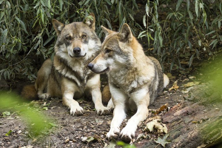 Έρευνα: Οι σκύλοι προέρχονται από δύο τουλάχιστον ξεχωριστούς πληθυσμούς αρχαίων λύκων
