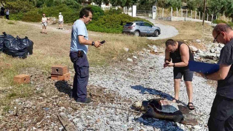 Τρίκερι: Καθάριζαν την ακτογραμμή και εντόπισαν νεκρή θαλάσσια χελώνα