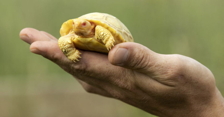 Ελβετία: Γεννήθηκε αλμπίνο χελωνάκι γκαλαπάγκος (φωτογραφίες)