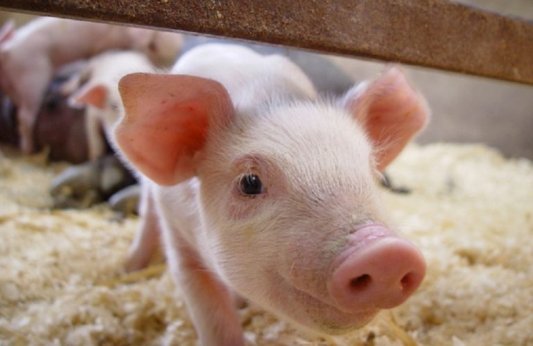 Με ΚΥΑ η ενίσχυση χοιροτρόφων με 5,7 εκατ. ευρώ